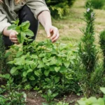 Lire la suite à propos de l’article Créer un Jardin de Plantes Médicinales (Et comment les Utiliser!)