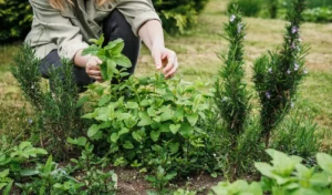Lire la suite à propos de l’article Créer un Jardin de Plantes Médicinales (Et comment les Utiliser!)